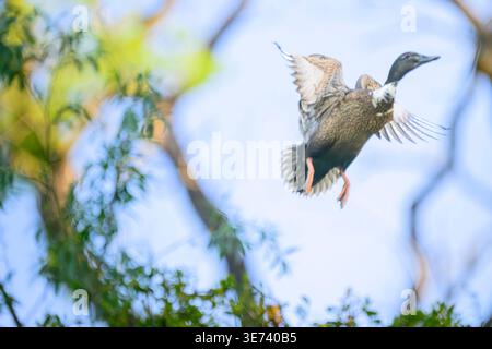 A hybrid female mallard takes flight from a bush into the sky. The photo has an experimental composition, with the sky blurred. Stock Photo