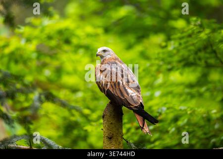 Red kite (Milvus milvus) sitting on a tree trunk, Bavaria, Germany, Europe Stock Photo
