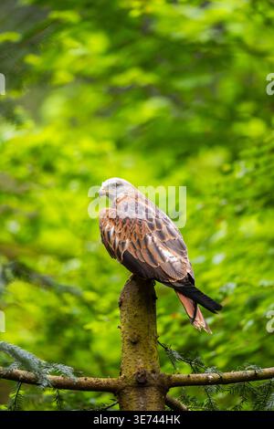 Red kite (Milvus milvus) sitting on a tree trunk, Bavaria, Germany, Europe Stock Photo