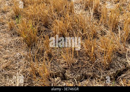 A parched agricultural field showing dry, golden crop stubble and cracked, dehydrated soil. Extreme drought, climate change impact on agriculture Stock Photo