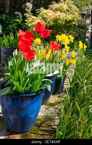 Tulips and Daffodils in plant pots on a garden wall in spring sunshine Stock Photo