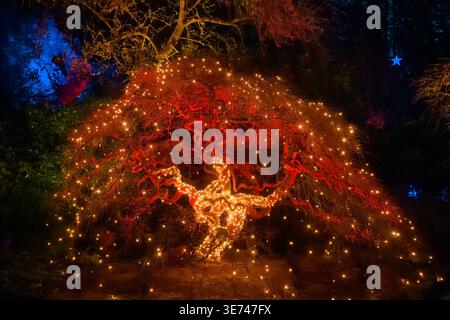 Japanese Maple tree, Butchart Gardens, The Magic of Christmas,  British Columbia, Canada Stock Photo