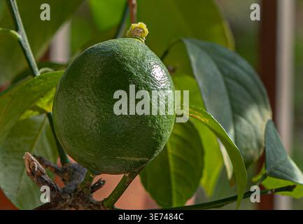 A young citrus fruit on a minature tree Stock Photo