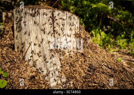 Colony of ants working on an anthill built around an old tree stump Stock Photo