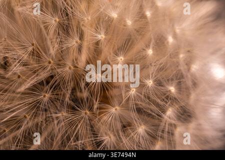 Close-up macro photograph of a dandelion seed head with fuzzy white seeds Stock Photo