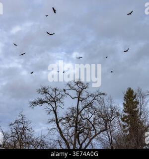Low angle view of vultures circling in clouded gray sky Stock Photo