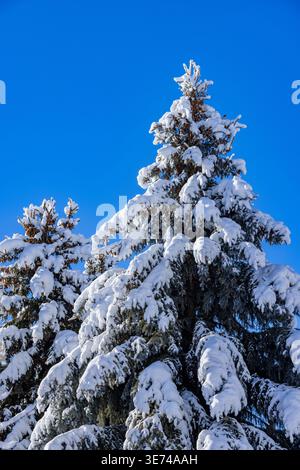 Snow covered pine trees against blue sky Stock Photo