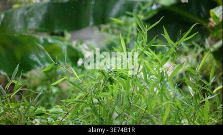 Close-up of fresh green bamboo leaves in the rain. Water droplets on bamboo foliage with a blurred tropical background, creating a serene and tranquil Stock Photo