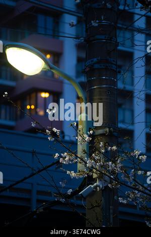 A glowing street lamp illuminates cherry blossom branches, with the warm lit windows of a residential building in the background. Stock Photo