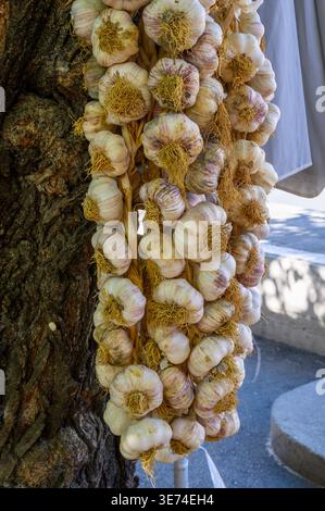 Garlic bulbs hanging from a tree on the outskirts of an outdoor market in Trogir on the Dalmatian coast of Croatia. Stock Photo