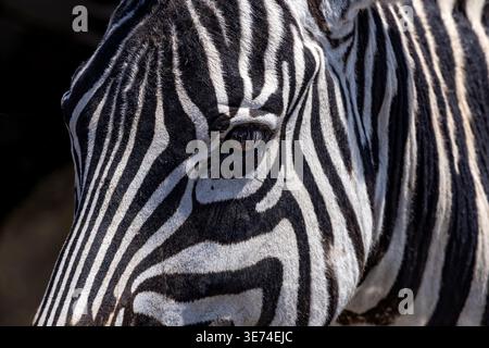 Plains zebra (Equus quagga) close-up with eye detail near Seronera, Serengeti, Tanzania. Close-up portrait of a plains zebra emphasizing striking stri Stock Photo