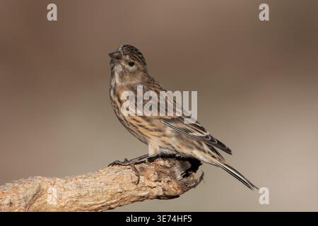 Linnet (linaria cannabina) resting on old branch, close up with soft brown natural background and copy space, small passerine bird, autumn, october. Stock Photo