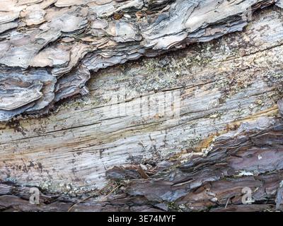 A highly detailed close-up showing the intricate, wood-like horizontal layers and flaky strata of a weathered sedimentary or metamorphic rock face. Th Stock Photo