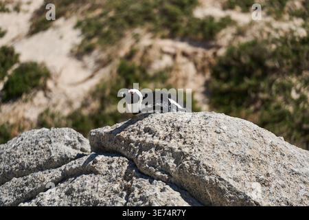 Serene Seaside Habitat With Penguin Resting On Sunlit Granite Rocks Surrounded By Sand And Ocean Stock Photo