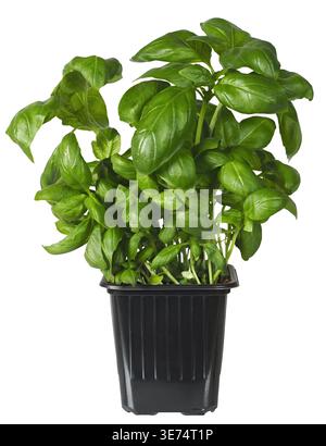 Basil plant in flower pot isolated on white background Stock Photo