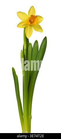 Single yellow daffodil flower isolated on white background Stock Photo