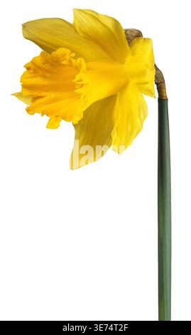 Single yellow daffodil flower isolated on white background Stock Photo