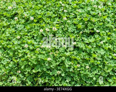 A wide top-down view showing a highly dense and lush patch of green clover leaves dotted with small white blooming flowers. Ideal as a natural backgro Stock Photo