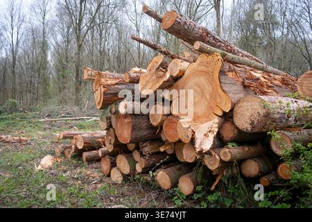 Felled trees in a pile in a Worcestershire woodland ready to be recycled. Stock Photo