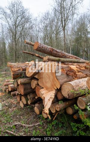 Felled trees in a pile in a Worcestershire woodland ready to be recycled. Stock Photo
