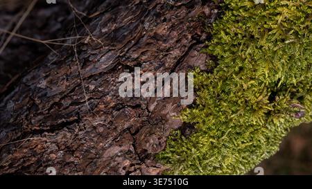 Dicranum Moss Growing on Pine Tree Bark — Macro Nature Texture with Green Moss and Brown Bark Contrast Stock Photo