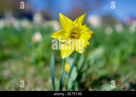 A vibrant yellow daffodil flower stands in sharp focus in a grassy meadow. The background is softly blurred with a beautiful bokeh of other flowers and green grass. High color temperature 6500K, bright natural sunlight, clean white balance, neutral grey shadows, no yellow tones, no tungsten light, no oversaturation. Realistic stock photo, 8k resolution, sharp focus on the petals and core yellow daffodil (Narcissus) blooming in a green spring field under sunlight. High quality photo Stock Photo
