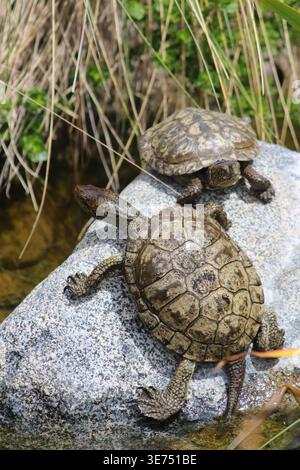 A Western Pond Turtle (Actinemys marmorata) basking on a rock. This species is the only freshwater turtle native to California. Stock Photo