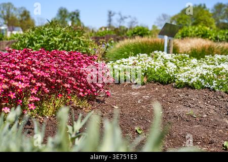 A vibrant botanical garden scene captured on a sunny day, featuring well-maintained flower beds with dense clusters of bright magenta and pink Stock Photo