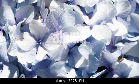 Close-up of light blue and white hydrangea flowers bathed in bright sunlight, creating a delicate floral pattern. Stock Photo
