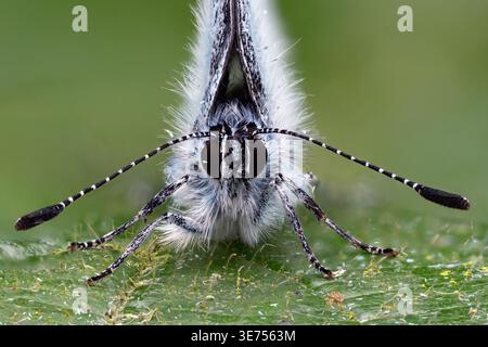 Close up of Holly Blue butterfly (Celastrina argiolus) resting on bramble leaf. Tipperary, Ireland Stock Photo