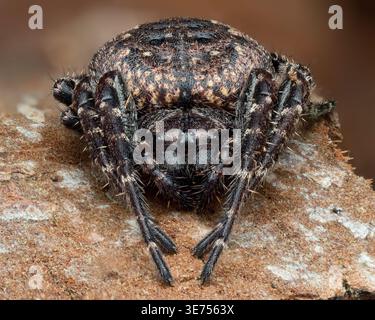 Close up of Walnut Orb-weaver spider (Nuctenea umbratica) at rest on tree bark. Tipperary, Ireland Stock Photo