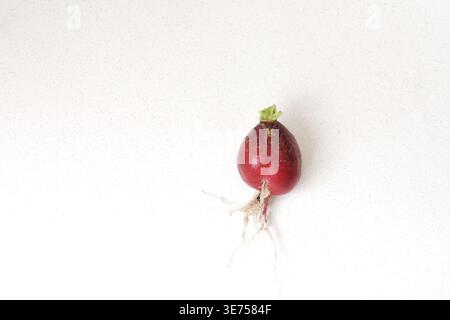 Top view of fresh radishes on a clean white table. Minimalist food composition with natural lighting, ideal for healthy eating concepts, fresh Stock Photo