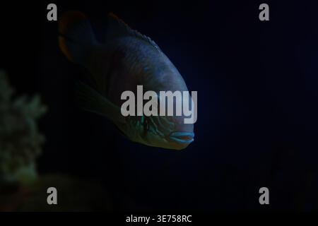 Vibrant Blue Ram Cichlid (Mikrogeophagus ramirezi) swims gracefully in deep, dark water with faint coral structures visible in the background, showcas Stock Photo