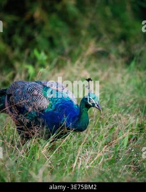 Wild Indian Peacock foraging in tall green grass profile view Stock Photo