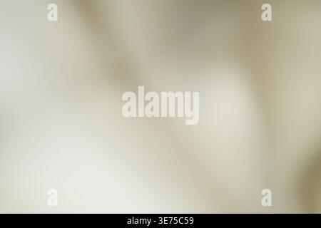 Bright off white and beige minimalist abstract background with soft shadows Stock Photo