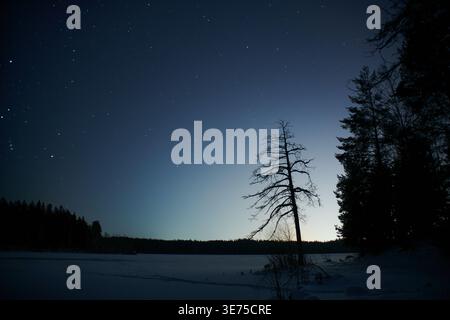 Night landscape with stars over a frozen lake and silhouette of a lone tree in a winter forest. Calm, cold and atmospheric scene. Stock Photo