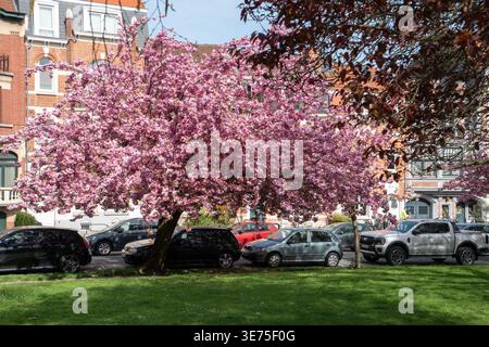 Brussels, Belgium - April 6, 2026: Blooming cherry blossom tree in city park with parked cars and residential buildings in spring season. Cherry Stock Photo