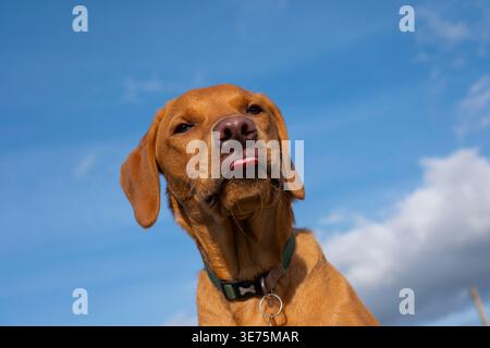 Six-month-old fox red Labrador retriever puppy Stock Photo