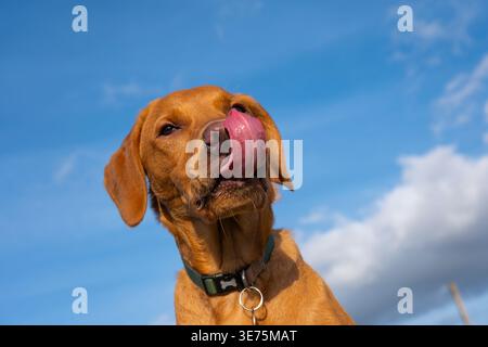 Six-month-old fox red Labrador retriever puppy Stock Photo