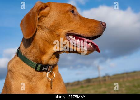 Six-month-old fox red Labrador retriever puppy Stock Photo