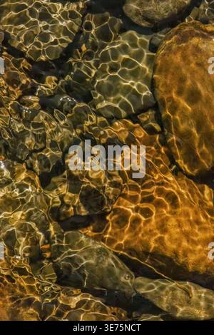 The golden reflection of the sunlight on the waves of the river Pomeca stream, above the rocks of the shallow bottom, in the eastern Andean mountains Stock Photo