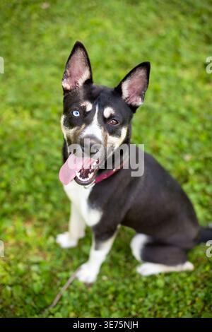 A Husky x Terrrier mixed breed dog with heterochromia in its eyes and a happy expression Stock Photo
