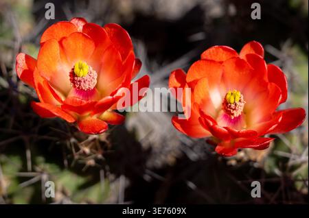 Red Claret Cup Cactus flowers with green cactus background. Stock Photo