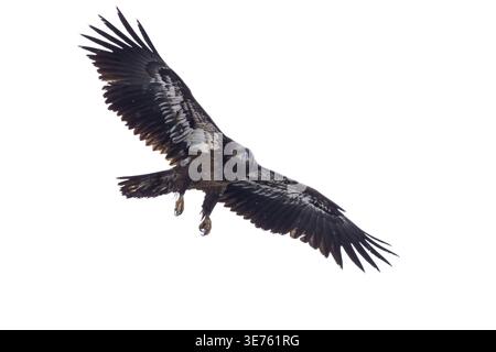 Immature bald eagle soaring against a bright overcast winter sky. Stock Photo