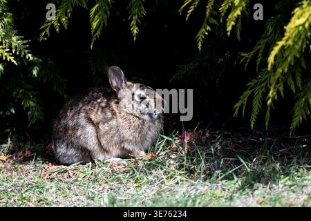 Eastern cottontail rabbit resting in shade beneath evergreen foliage. Stock Photo