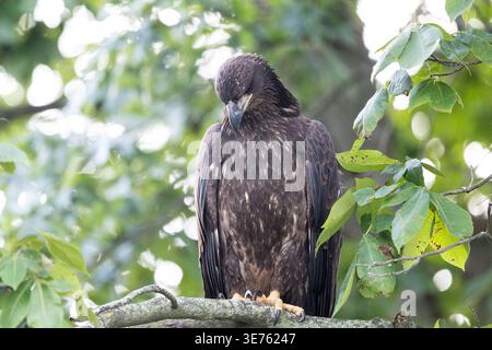 Immature bald eagle perched on a branch among green leaves, looking downward. Stock Photo