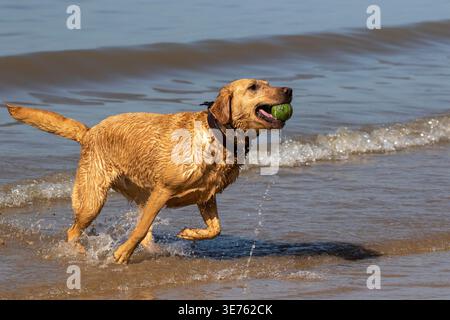 Easter bank holiday weekend. Dogs having fun splashing around in the irish sea. Stock Photo
