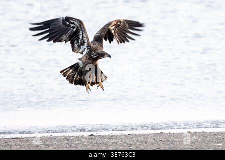 Immature bald eagle coming in to land above a winter beach shoreline. Stock Photo