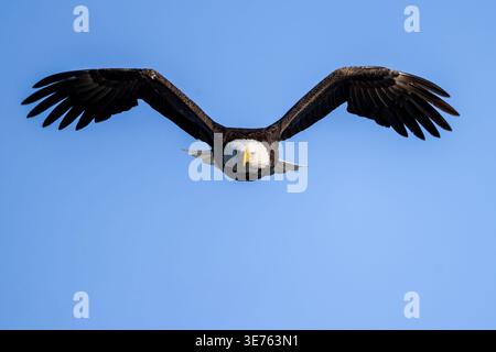 Adult bald eagle flying straight toward the camera with broad wings outstretched against blue sky. Stock Photo