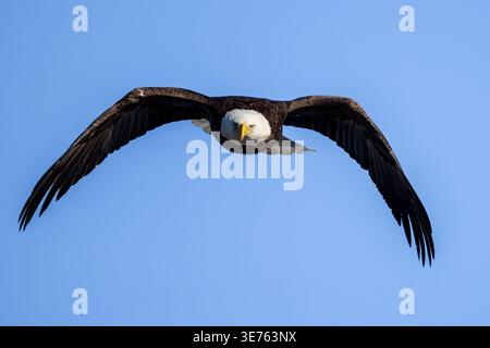 Head-on portrait of an adult bald eagle flying directly toward the camera against blue sky. Stock Photo